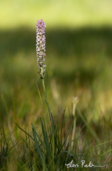 Short-spurred Fragrant Orchid